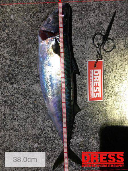 なんとかサバを！