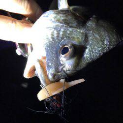 ド干潮キビレ！