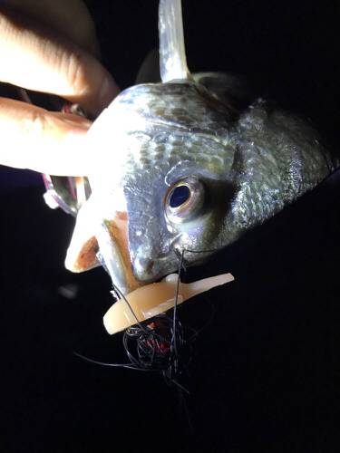 ド干潮キビレ！