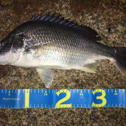 淀川ブリームゲーム 久々の40up