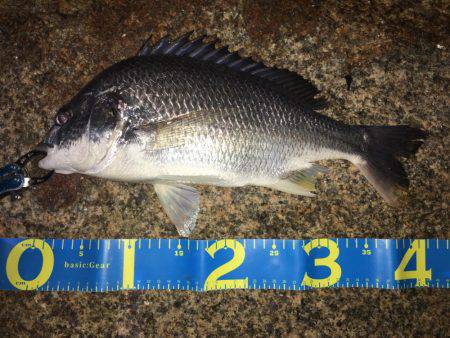 淀川ブリームゲーム 久々の40up