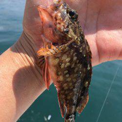 久しぶりのチヌ