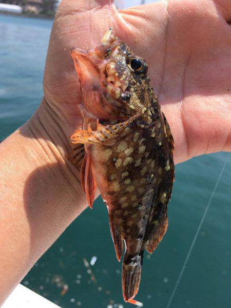 久しぶりのチヌ