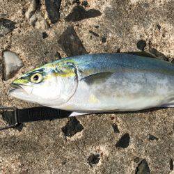 ジグパラ早まきは絶対釣れる