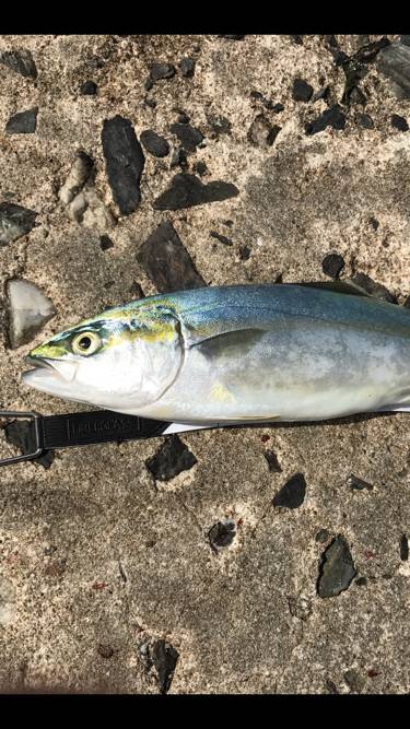 ジグパラ早まきは絶対釣れる