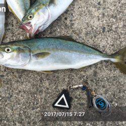 ポーアイ沖堤でツバスとタコ大漁！