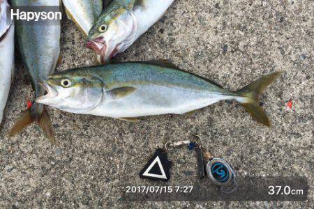 ポーアイ沖堤でツバスとタコ大漁！