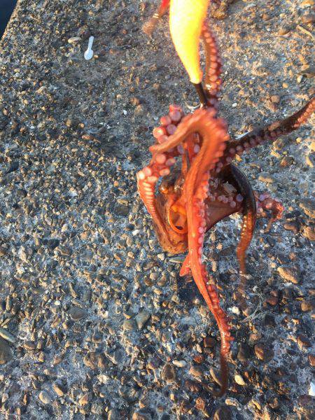 暑いけどタコ。