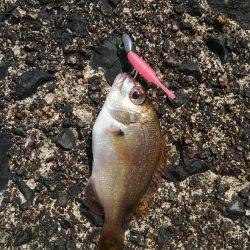 ミップル様周辺で(笑)。