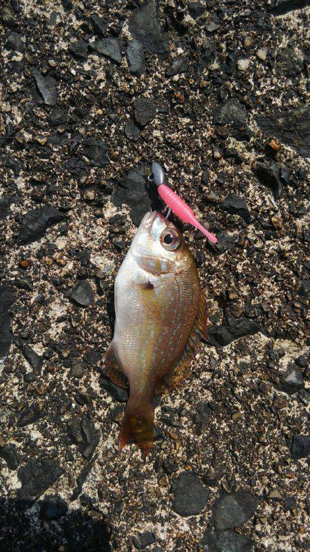 ミップル様周辺で(笑)。