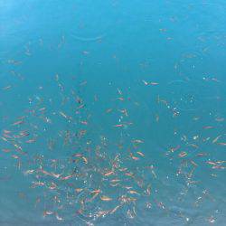 いったい何がつれるんです？