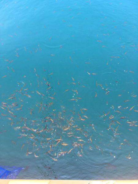 いったい何がつれるんです？