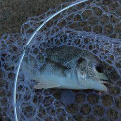 淀川ブリームゲーム シーバスタックル