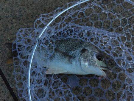 淀川ブリームゲーム シーバスタックル