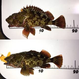 ワームでガシラ