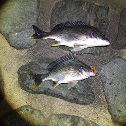 ちょっくらライトゲーム