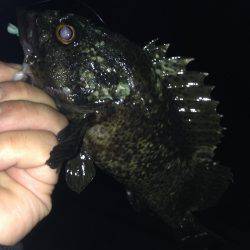 垂水漁港！！ガシリング