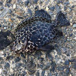 アジングでアジ釣れず