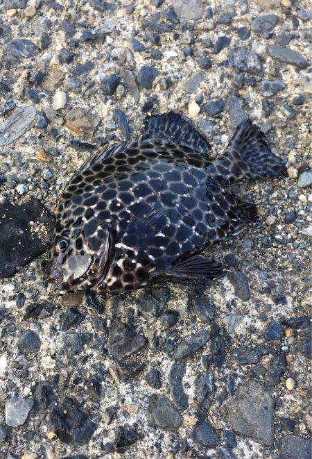 アジングでアジ釣れず