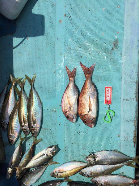 鯛ラバチャレンジ！＆ギガアジ！