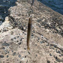 ライトショアジギング