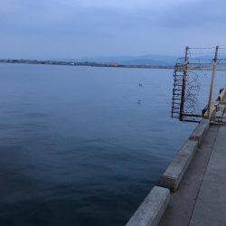 久しぶりのアジング！