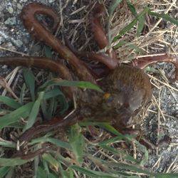 オクトパッシング