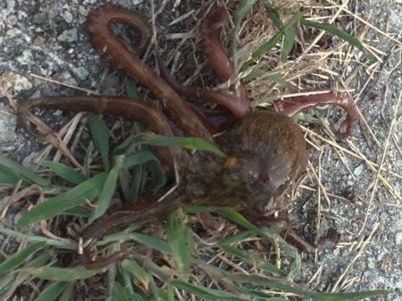 オクトパッシング