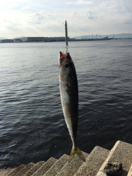 タコ釣りのはずが・・