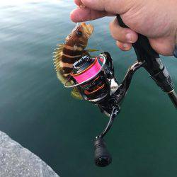 アジングパラダイスのポテンシャル