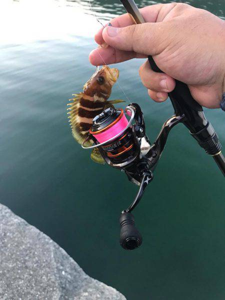 アジングパラダイスのポテンシャル