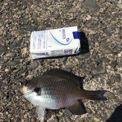 色々釣れました