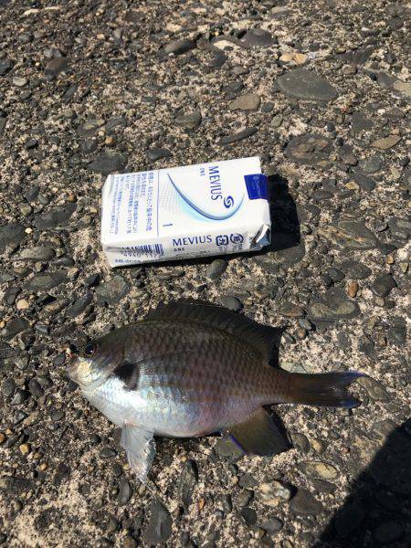 色々釣れました