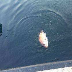 アジングで真鯛