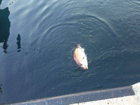 アジングで真鯛