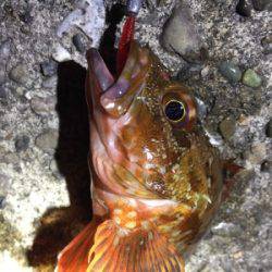 爆風メバリング