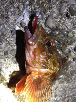 爆風メバリング