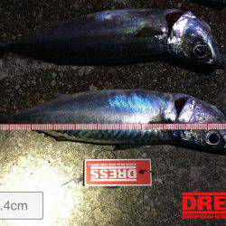 サバの回遊あり！