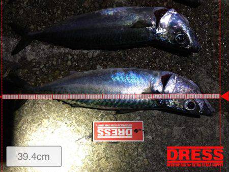 サバの回遊あり！