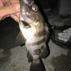 メバル(｡-∀-｡)