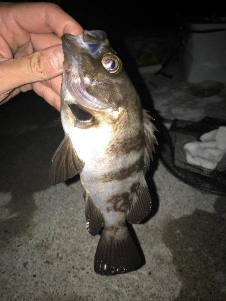 メバル(｡-∀-｡)