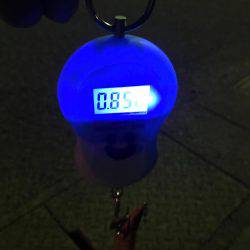 春イカおわりですね