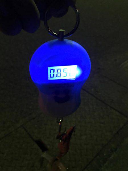 春イカおわりですね