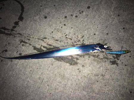 辰巳の突堤でタチウオ