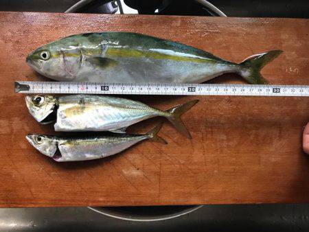 太刀魚からの〜ツバスリベンジ！