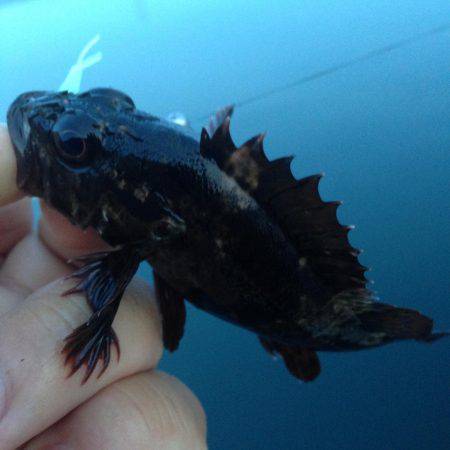 垂水漁港でガシリング！！