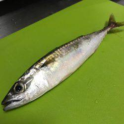 草野球後のサビキ