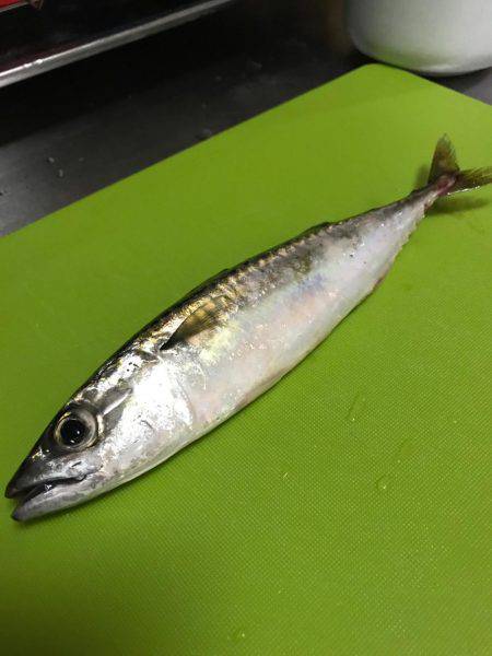 草野球後のサビキ