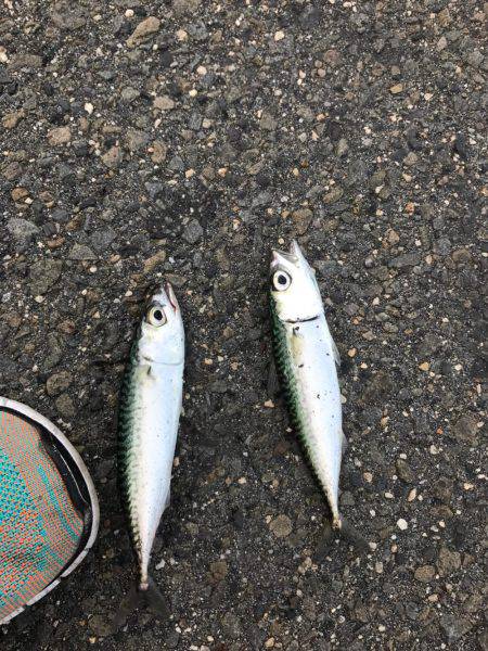 サビキIN四日市港 昼