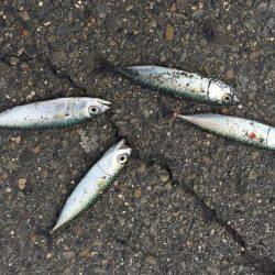 四日市港 サビキ